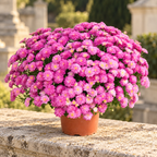 Chrysanthèmes roses en pot — posés sur une pierre claire