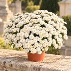 Chrysanthèmes blancs en pot — posés sur une pierre claire